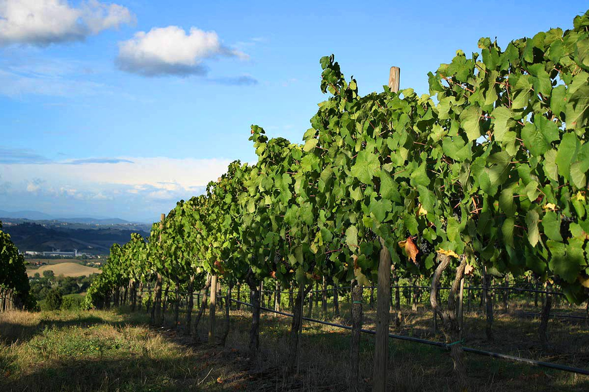 Rangs de vignes dans un vignoble français